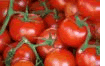 tomatoes