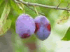 plum