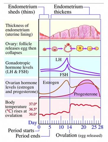 hormone cell
