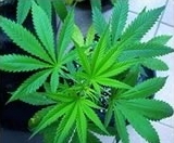 marijuana plant