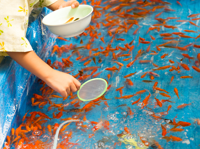 goldfish scooping