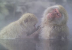 monkeys in hot spring