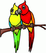 Parrots