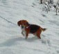 dog in snow