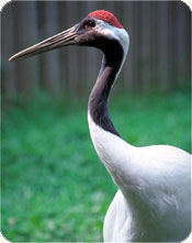 crane