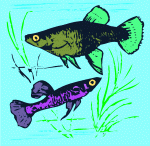 fishies