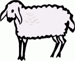 sheep