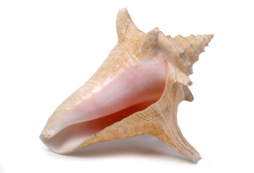 conch shell