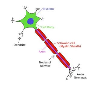 neuron