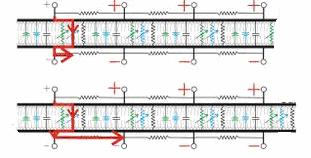 action potential traveling down neuron