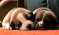 puppies sleeping