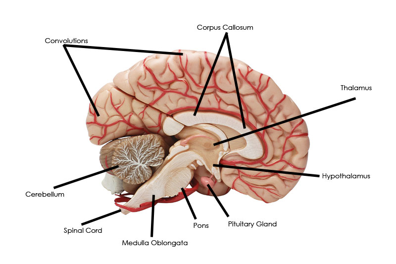 The Human Brain