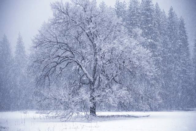 winter tree