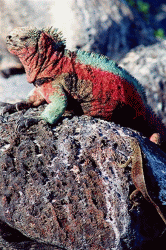 iguana on a rock