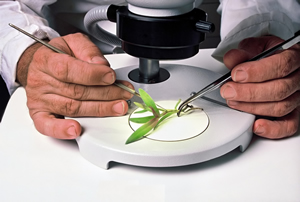 Plant being dissected under Microscope for tissue culture; Shutterstock.com