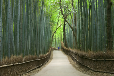 Path through bamboo forest, Kyoto, Honshu, Japan