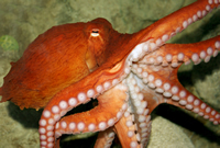 Octopus; iStock.com