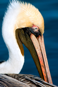 Closeup face shot of a pelican at rest; iStock.com