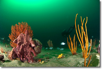 Sponges in Gray's Reef National Marine Sanctuary off the coast of Georgia. Within this sanctuary, there are rocky ledges with sponge and coral live bottom communities, as well as sandy bottom areas that are more typical of the seafloor off the southeastern U.S. coast.