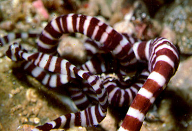 Basiodiscus mexicanus was photographed at Los Arcos, near Puerto Vallarta, Mexico; Wikipedia.org