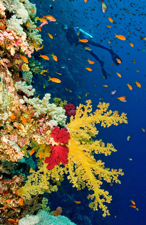 Scuba Diver and Yellow Soft Corals