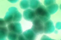 Nitrogen Fixation
