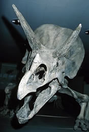 Dinosaur