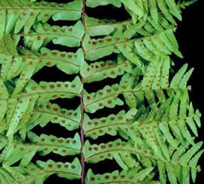 Fern