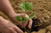 Nitrogen Fixation
