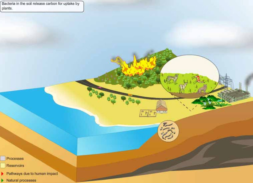 the carbon cycle
