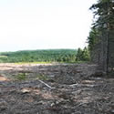 Deforestation