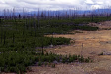 Secondary Succession