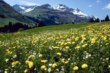 apes_alpinemeadow_580x387