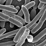 apes_bacteria_580x488