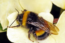 apes_bee_580x386