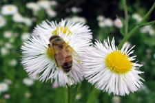 apes_beewithflowersaroundit_580x435