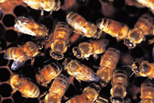 apes_colonyofbees_580x421
