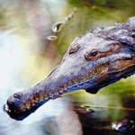 apes_crocodile__580x387