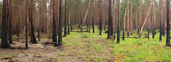 Ecological Succession of Boreal Forest