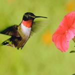 apes_hummingbird_580x387
