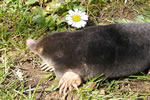 mole