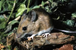 mouse