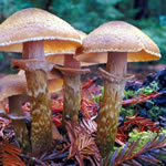apes_mushroom_580x387