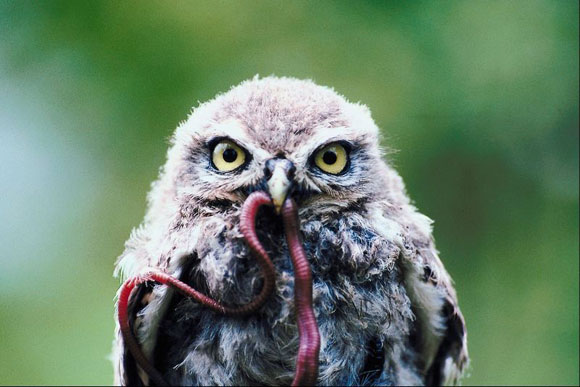 Owl eating a worm