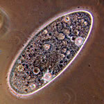 apes_paramecium_580x570