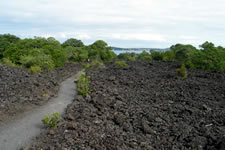 Primary Succession