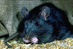 rat