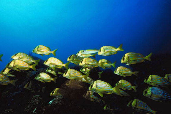 school of fish