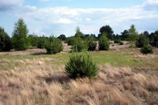 Secondary Succession