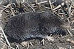 shrew